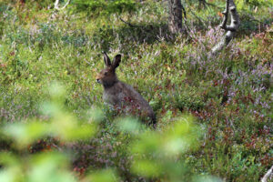 Read more about the article Harepest påvist: Ikke drikk vann fra usikre vannkilder. Vær varsom med bading.