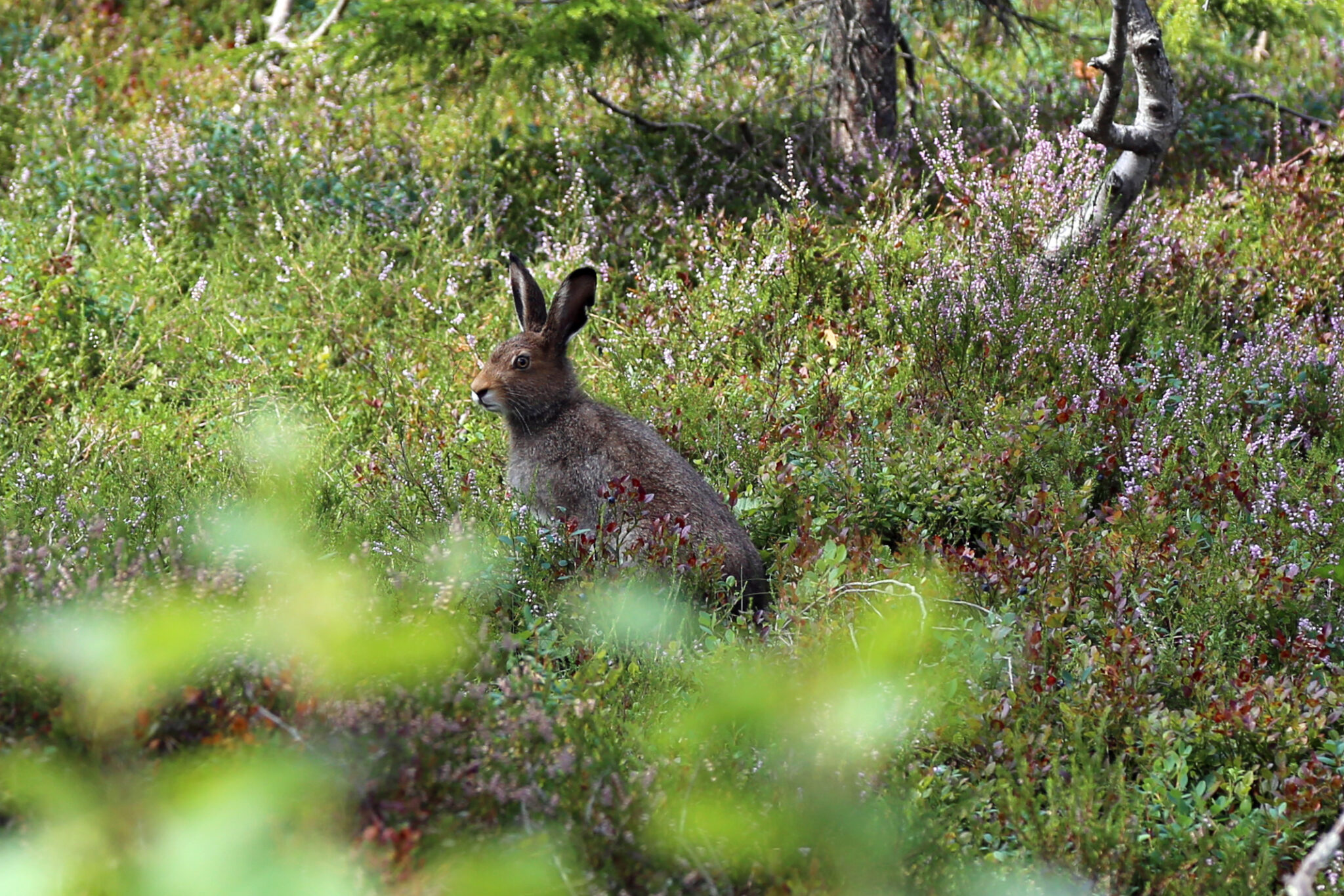 Read more about the article Harepest påvist: Ikke drikk vann fra usikre vannkilder. Vær varsom med bading.