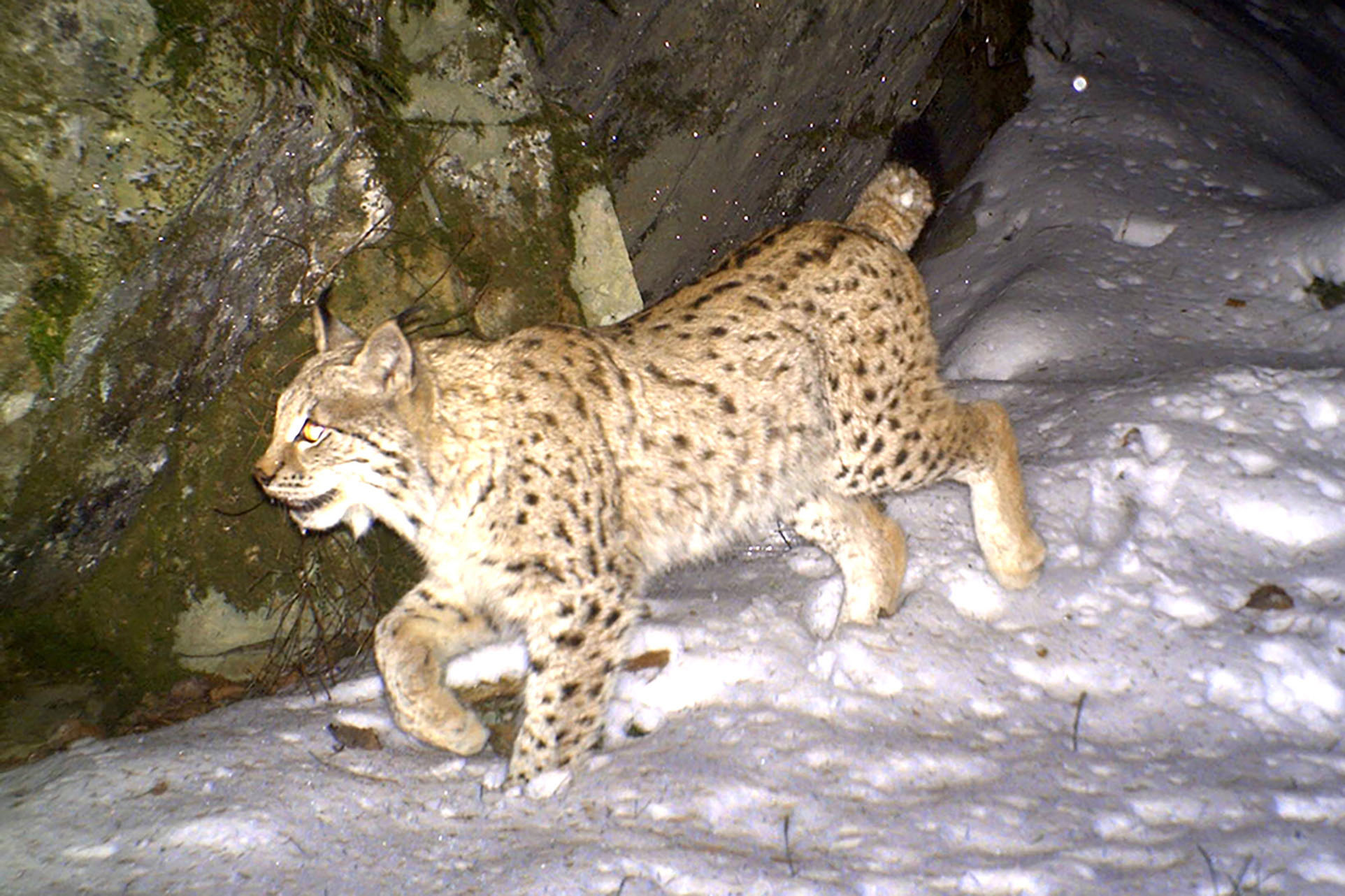 Read more about the article Gaupa er mest populær av de fire store rovdyrene