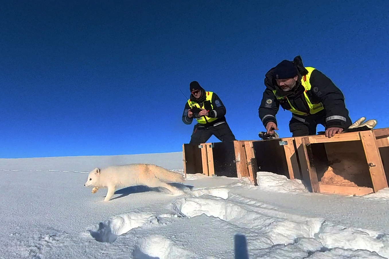 Read more about the article Nye gener skal gi friskere fjellrev på Hardangervidda