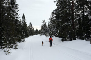 Read more about the article Påskevettregler for hundeeieren: Vis hensyn, tilpass turen og unngå ski med stålkanter
