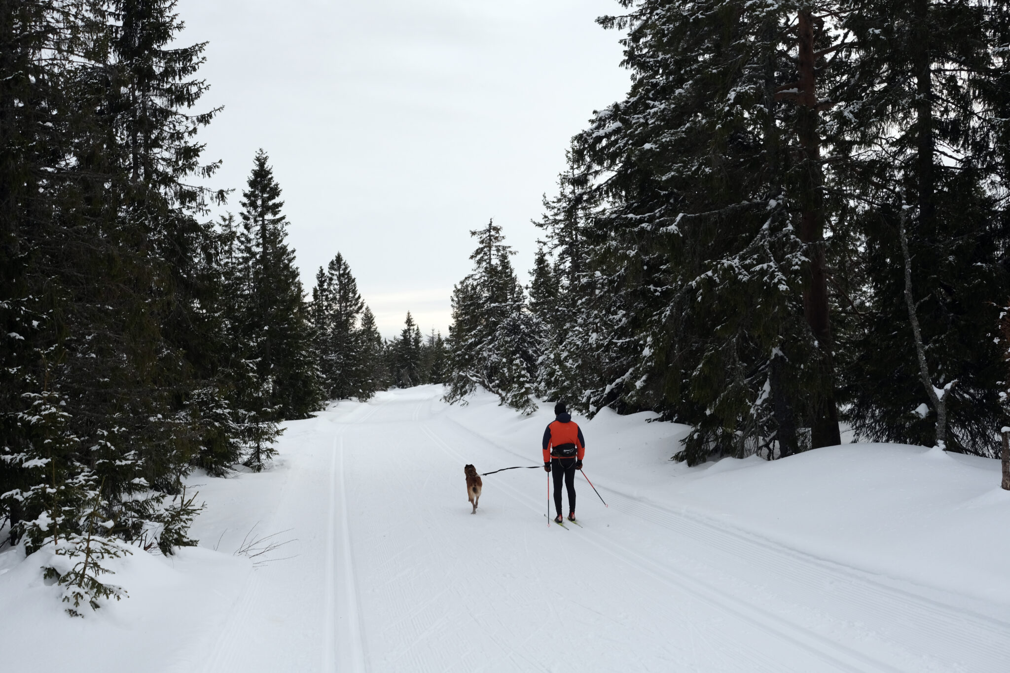 You are currently viewing Påskevettregler for hundeeieren: Vis hensyn, tilpass turen og unngå ski med stålkanter