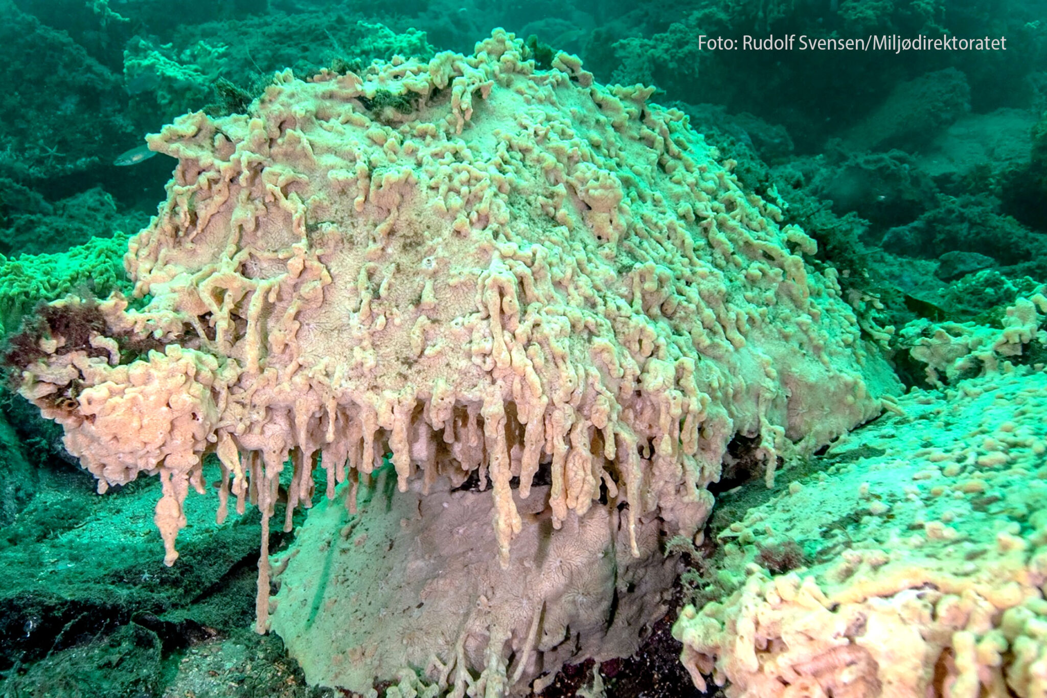 Read more about the article Fortrenger andre arter: – Frykten for å få havnespy inn i Oslofjorden er reell