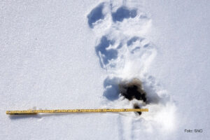 Read more about the article Ber turfolket bidra i DNA-overvåkingen av jerv