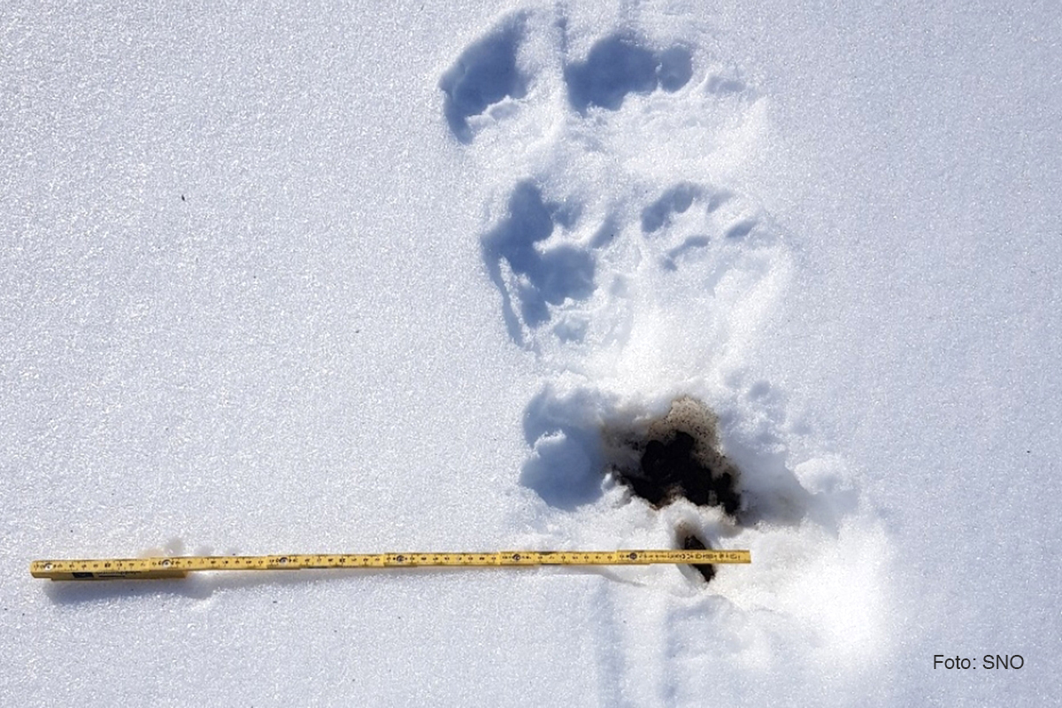 Read more about the article Ber turfolket bidra i DNA-overvåkingen av jerv