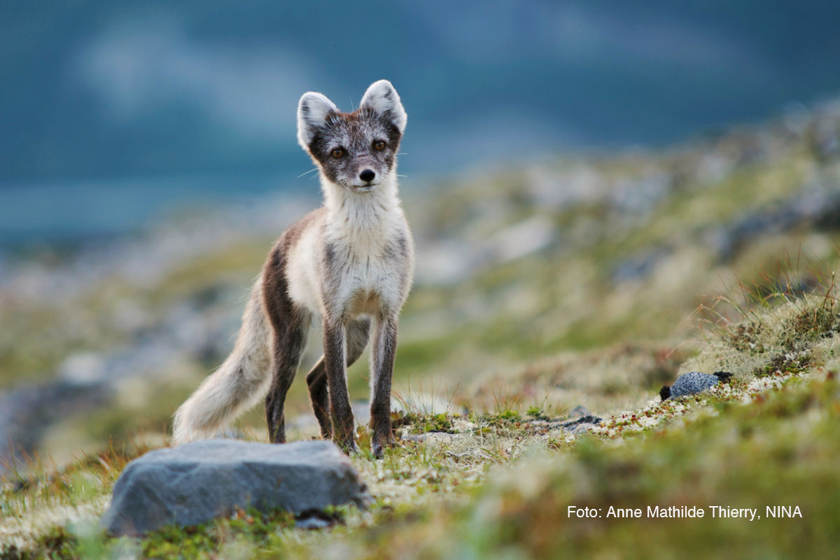 Read more about the article Går sammen for å redde fjellreven