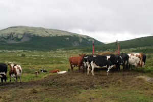 Read more about the article Kuvettreglene: Slik unngår du konflikt med beitedyr i sommer