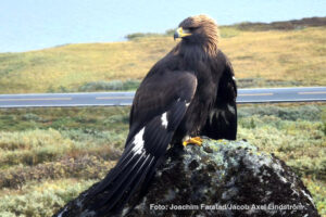 Read more about the article Miljødirektoratet om kongeørnen som angrep: Kan ha blitt matet av mennesker