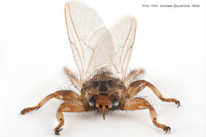 Read more about the article NINA: Hjortelusflua har spredt seg til Trøndelag